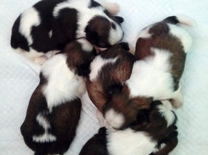 Puppies at 11 days
