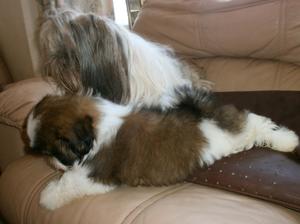  E litter puppy with her Mum