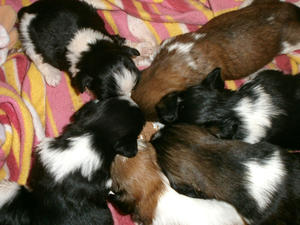 Puppies have their first meal
