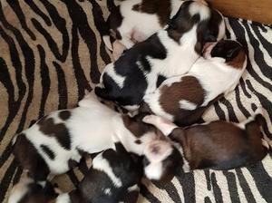 N. Litter at 10days