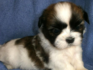 Male at 5 weeks Available