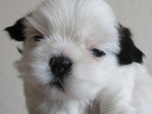 White faced Pet girl