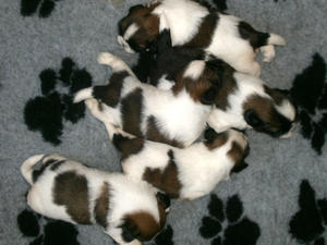Puppies at three weeks