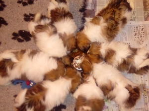 The whole litter at 10 weeks
