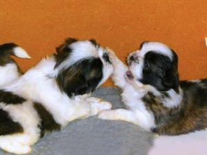 Our C Litter