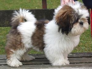 Emelia as a puppy