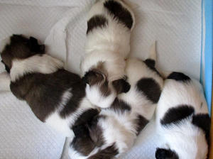 Litter 3 weeks old
