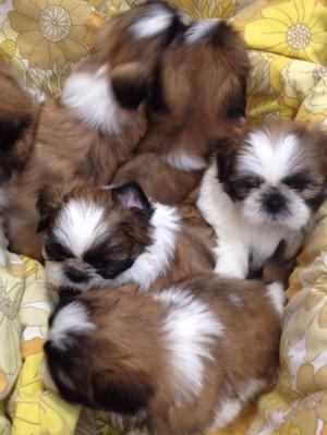 Puppies at 7 weeks