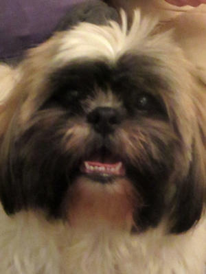 Kassie just after her litter was born