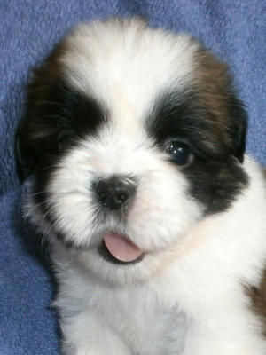 Male at 5 weeks Available