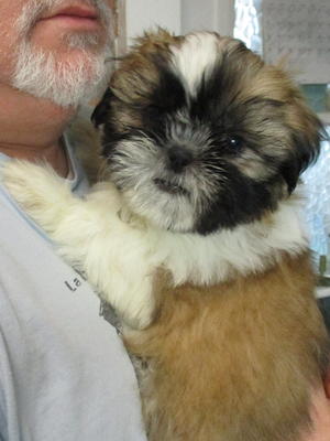 Lollipop at 10 weeks