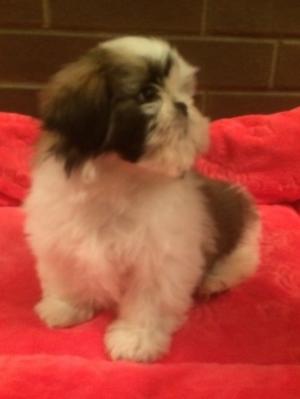 Male Puppy available