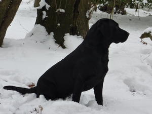 Pip in snow