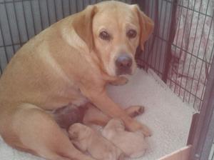Lottie with her new born whelps