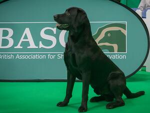 Gorka 1st Picking up Dog BASC Crufts 2020