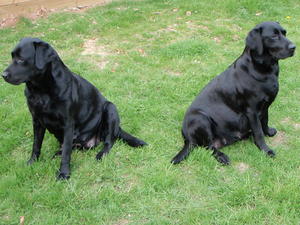 Ladies in waiting