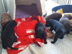 Pups