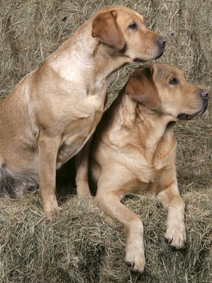 My typical type of Labrador