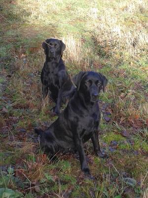 Pip (front)Sitting at drive
