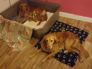 Olive with her previous litter (also her mum Narla
