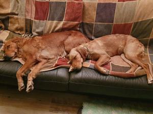 Olive and Primrose