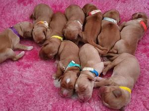 Brae's litter