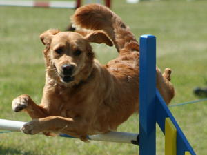 Merryway Narla of Goldbounty