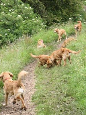 Gem litter reunion walk