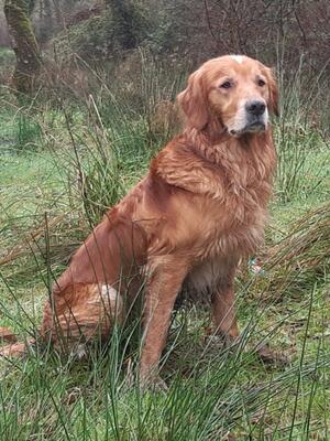 Sire - Haddeo Digby