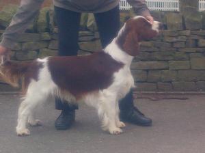 Chanangel Sticky Wicket At 9 mths