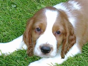 Chanangel Sticky Wicket At 2mths