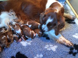 Mummy and her babys