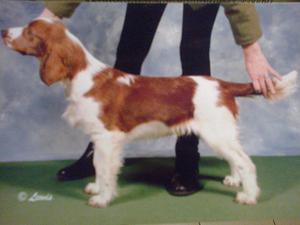 Chanangel Sticky Wicket At 6 mths