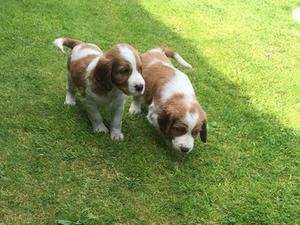 Two of the pups having a walk around the garden