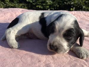 Blue boy at 14 days