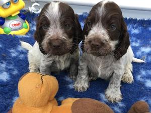 chocolate boy on the left available