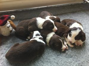 Puppies at 2 weeks