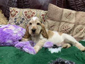 Harvey at 9 weeks