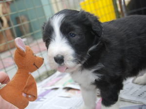 Misty at 5 weeks