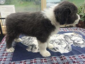 Harry at 7 weeks ,blue & white