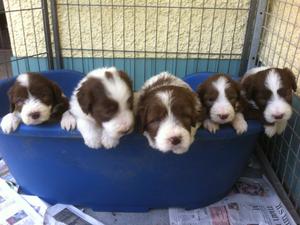 puppies at 4 week