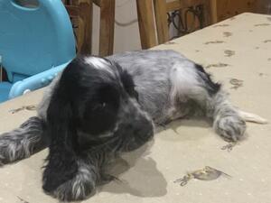 Stanley at 8 weeks