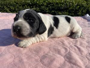 Blue boy at 14 days