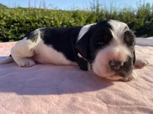 Boy with tan markings at 14 days old
