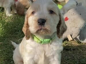 Lottie at 5 weeks