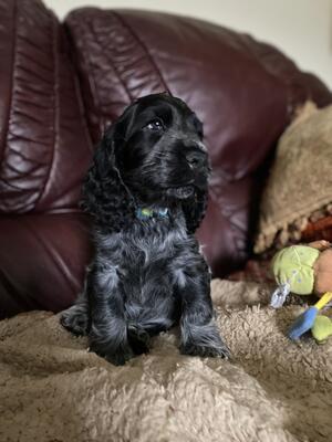 Harry at 8 weeks