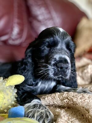 Arthur at 8 weeks