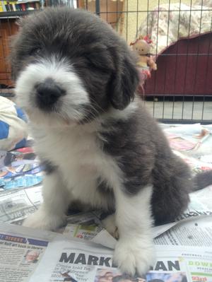 Harry at 7 weeks, blue & white