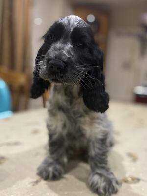 Stanley at 8 weeks