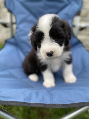 Daisy at 6 weeks